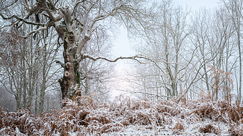 Frosty Forest, winter, trees, frost, forest HD wallpaper
