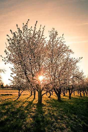 Nature, Trees, Sunset, Bloom, Flowering, Garden, Spring HD phone wallpaper