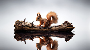 Squirrel , squirrel, animals HD wallpaper