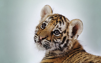 Animals, Tigers HD wallpaper