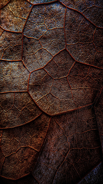 Macro, Brown, Leaflet, Veins HD phone wallpaper