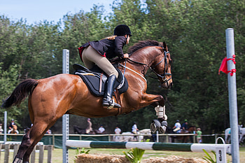 Equestrian , , Pexels stock , Equestrian sports HD wallpaper