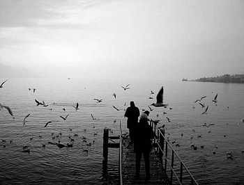 Moment of Silence, black and white, person, pier, birds flying, ocean HD wallpaper