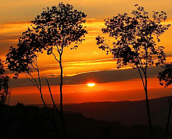 The Sunset Trees on Silent Hill, silent, sillhouette, orange, clouds, nature, sky, sun, hill, sunset HD wallpaper