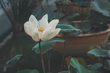 Flower, Flowers, Lotus, Petals, Bud, Bloom, Flowering HD wallpaper