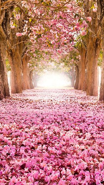 Spring , Seasonal charm, Stylish and trendy, Mobile background HD phone wallpaper