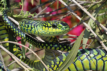 Boomslang, Dispholidus typus typus, Next gen herpetologist, African snake HD wallpaper