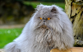 Animals, Cat, Fluffy, Persian Cat, Angry HD wallpaper