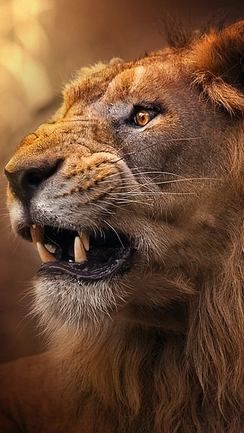 Danger Lion, Sharp, Teeth HD phone wallpaper