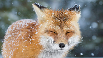 Winter Fox Bliss – Animal, Animal, fox HD wallpaper