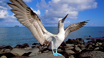 Blue footed booby , Booby bird HD wallpaper