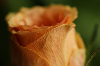 Flower, Macro, Rose Flower, Rose, Petals, Bud HD wallpaper