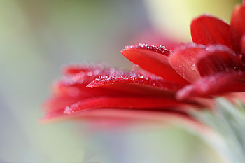 Petals, Gerbera Daisies HD wallpaper
