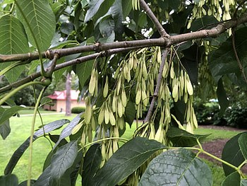 Ash tree species, Conservation plots, Indigenous landscapes, Environmental protection HD wallpaper