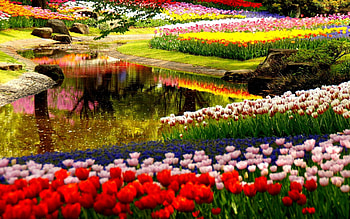 flower garden, Stunning beauty, Fine details, Aesthetic HD wallpaper