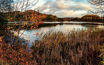 Nature, Trees, Grass, Autumn, Swamp, Dry, Pond HD wallpaper