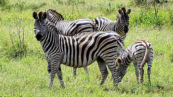Zebra-themed , Captivating animal ry, Aesthetic visuals, Striking zebra design HD wallpaper