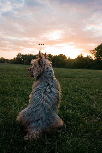 Animals, Twilight, Dog, Pet, Dusk, Protruding Tongue, Tongue Stuck Out HD phone wallpaper