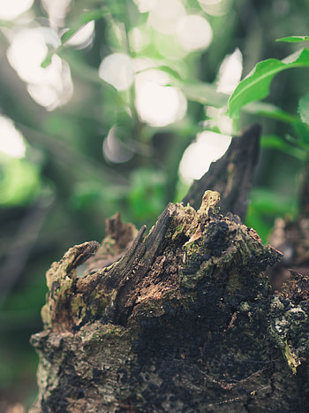 Miscellanea, Miscellaneous, Moss, Bark, Stump HD phone wallpaper