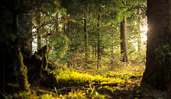 Explore the peaceful coniferous forest of Zagorje ob Savi with sunlight filtering through the trees. HD wallpaper
