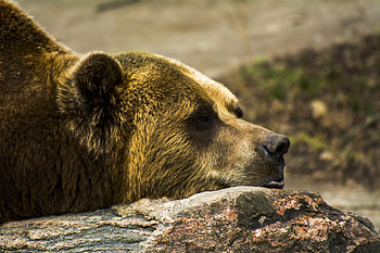 Face profile, Grizzly Bears HD wallpaper