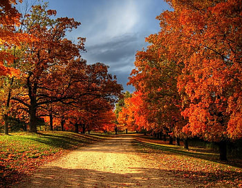 Afternoon Walk, trees, autumn, colors, sky HD wallpaper