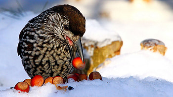 Animals, Snow, Nuts, Bird, Nutcracker, Cedar, Spotted Nutcracker HD wallpaper