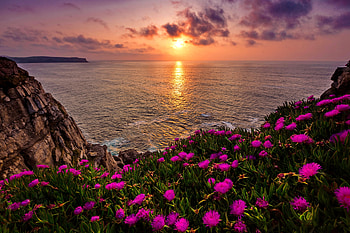 Coast of Cantabria, Spain, sea, coast, beautiful, rocks, fiery, wildflowers, purple, reflection, view, Spain, sunset HD wallpaper