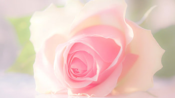 White Rose, tenderness, macro, bud, eose HD wallpaper