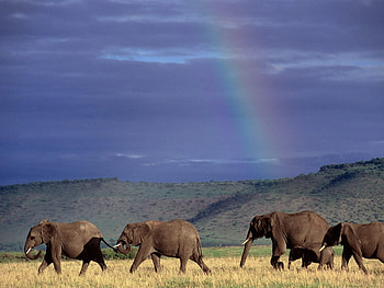 Animals, Elephants HD wallpaper