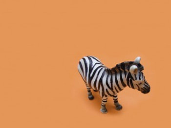 Zebra, animal HD wallpaper