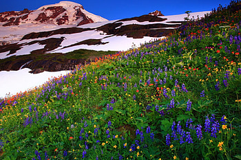 Mountain wildflowers, colorful, nice, wildflowers, snow, snowy, slope, meadow, beautiful, grass, fresh, summer, pretty, field, freshness, nature, sky, flowers, lovely, peak HD wallpaper