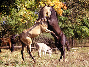 horse LOVE, horse, fight HD wallpaper