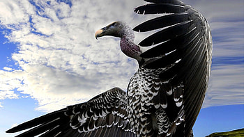 Animals, Sky, Bird, Beak, Predator, Flight, Vulture, Wings HD wallpaper