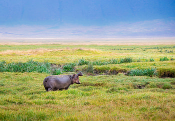 Ngorongoro Naturschutzgebiet, Sababu Safaris HD wallpaper