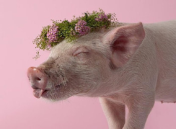 In Her Easter Bonnet, pink, pretty, cute, piglet, flowers, bonny HD wallpaper
