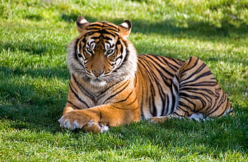 A regal Bengal tiger lies calmly on lush grass, showcasing its fierce majesty. HD wallpaper