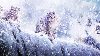 Animals, Snow Leopard HD wallpaper