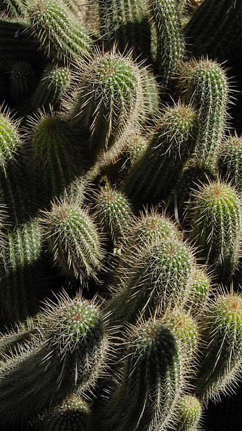 Cactus, Cactus , Visually striking, Mesmerizing flora HD phone wallpaper