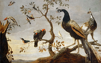 Birds, painting, paun, bird, art, pictura, peacock, pasari, parrot HD wallpaper