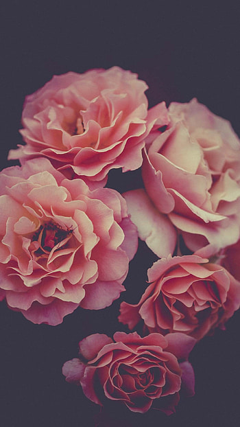 Pink Flower, Adorable HD phone wallpaper
