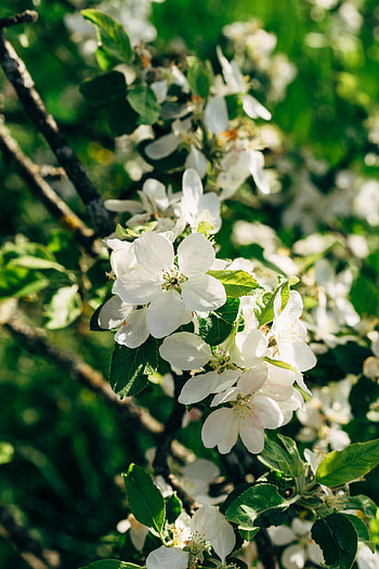 Flowers, Bloom, Flowering, Branch, Garden HD phone wallpaper