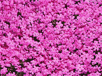 Plants, Flowers, Background, Violet HD wallpaper