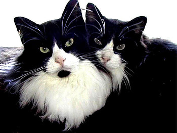 Cats, animal, kitten, cat, feline HD wallpaper