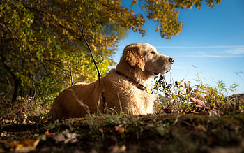Animals, Grass, To Lie Down, Lie, Dog, Muzzle HD wallpaper