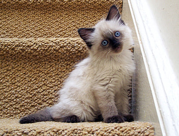 cute kitten, kitten, cute, cat, nice HD wallpaper