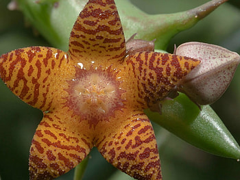 BEAUTIFUL SUCCULENT FLOWER, FLOWER, BEAUTIFUL, SUCCULENT, STAR HD wallpaper