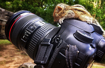 Chipmunk, Camera companion, , and mobile HD wallpaper