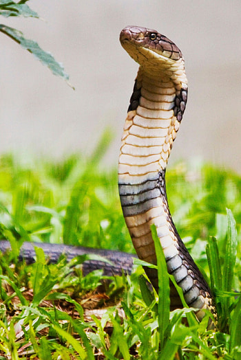 King Cobra enchantment, Majestic snake beauty, Cobra , Captivating visuals HD phone wallpaper