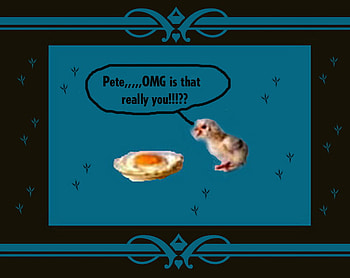 chicken and the egg, animal, egg, quote, chick, funny, food HD wallpaper